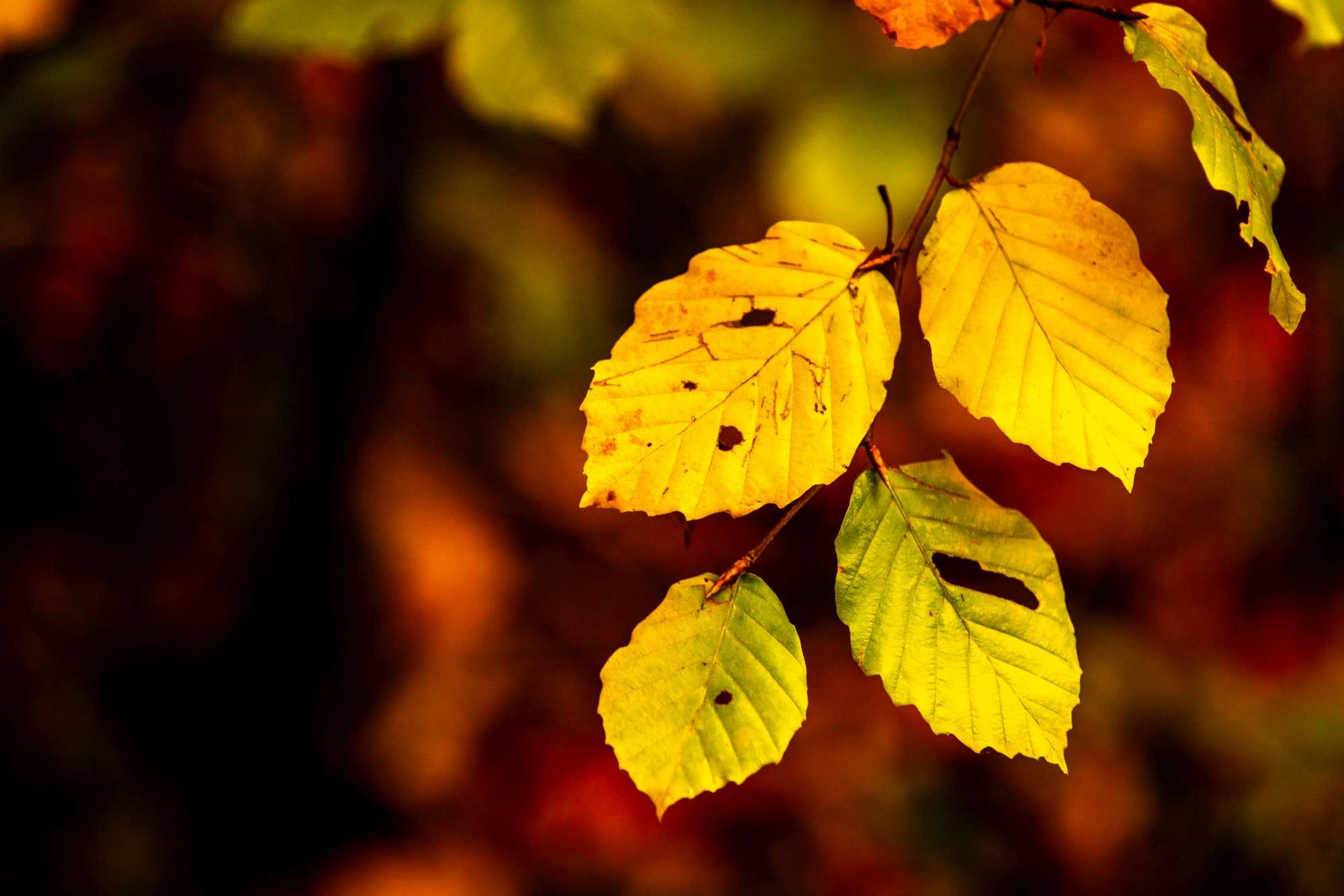 Close-up of yellow and green autumn leaves with a blurred orange-brown background.