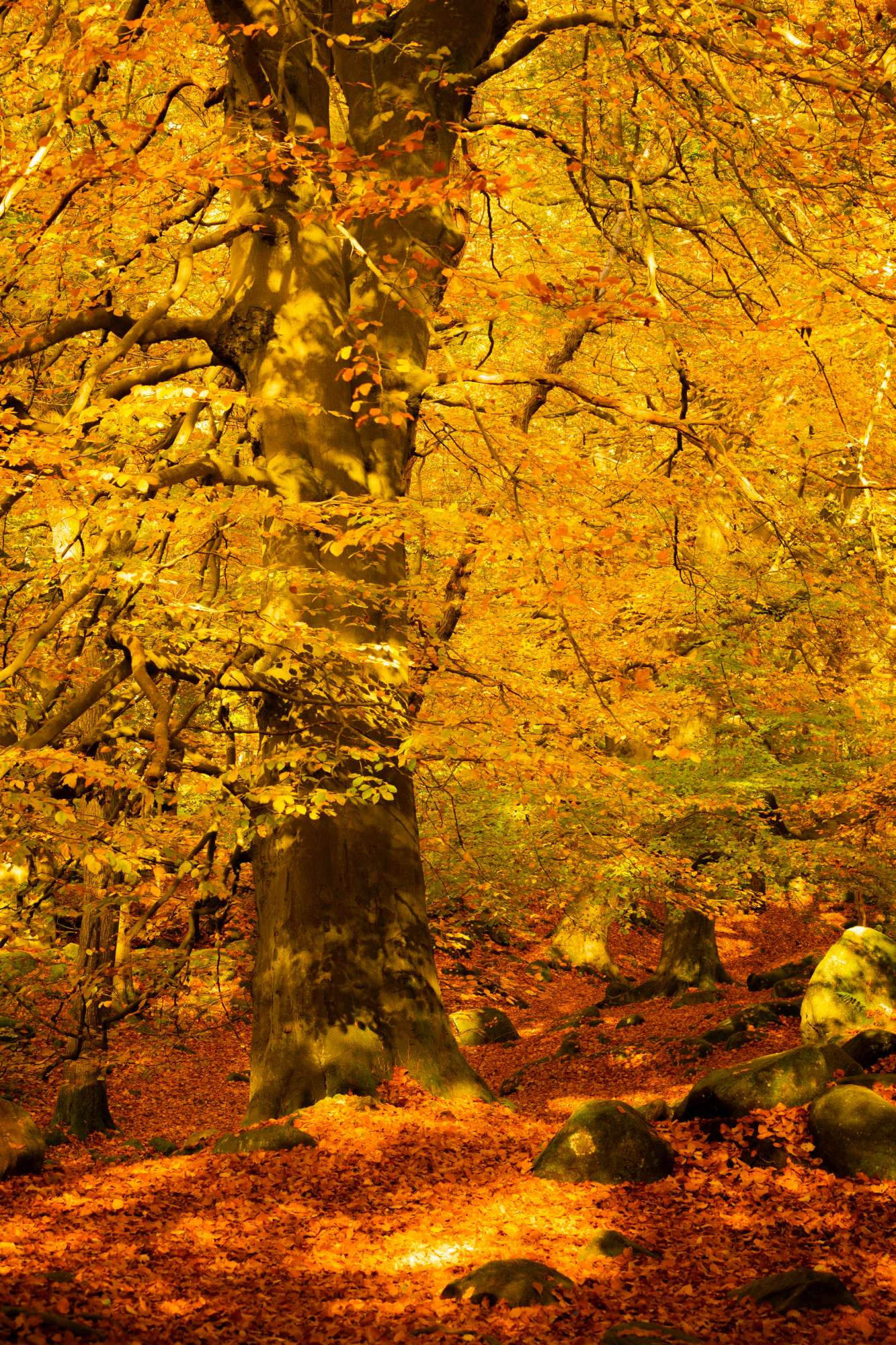 Autumn forest scene with large tree trunk surrounded by vibrant orange and yellow leaves, and scattered rocks on the ground.